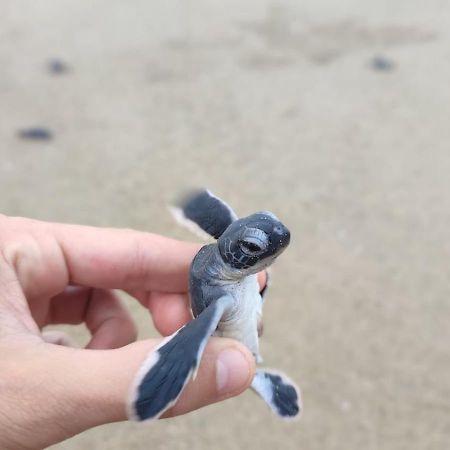 Adventure Turtle Homestay Meru Betiri Sarungan Екстериор снимка