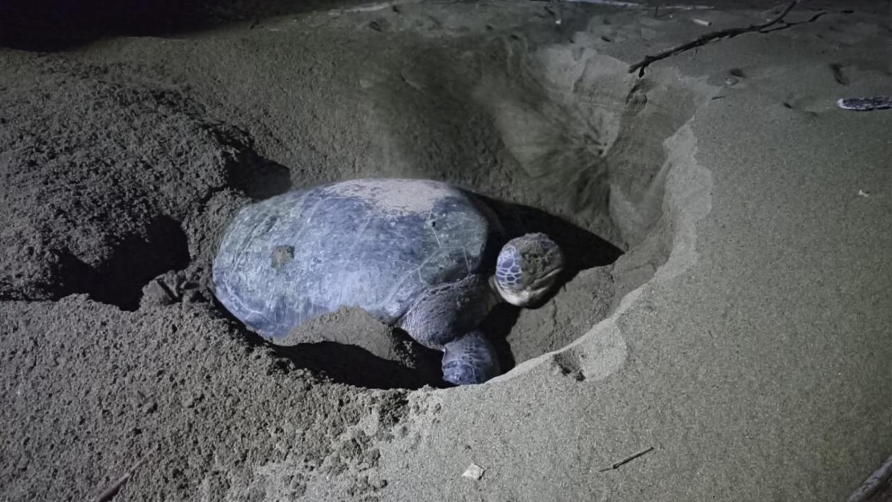 Adventure Turtle Homestay Meru Betiri Sarungan Екстериор снимка