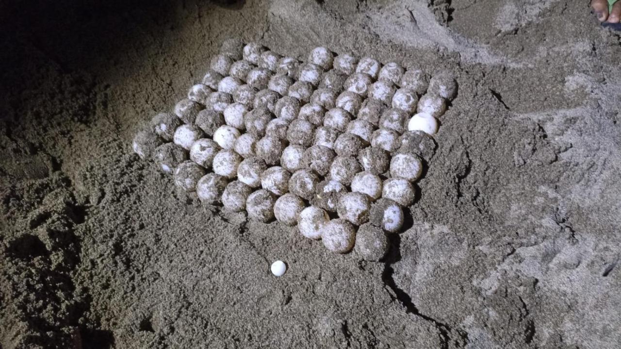 Adventure Turtle Homestay Meru Betiri Sarungan Екстериор снимка