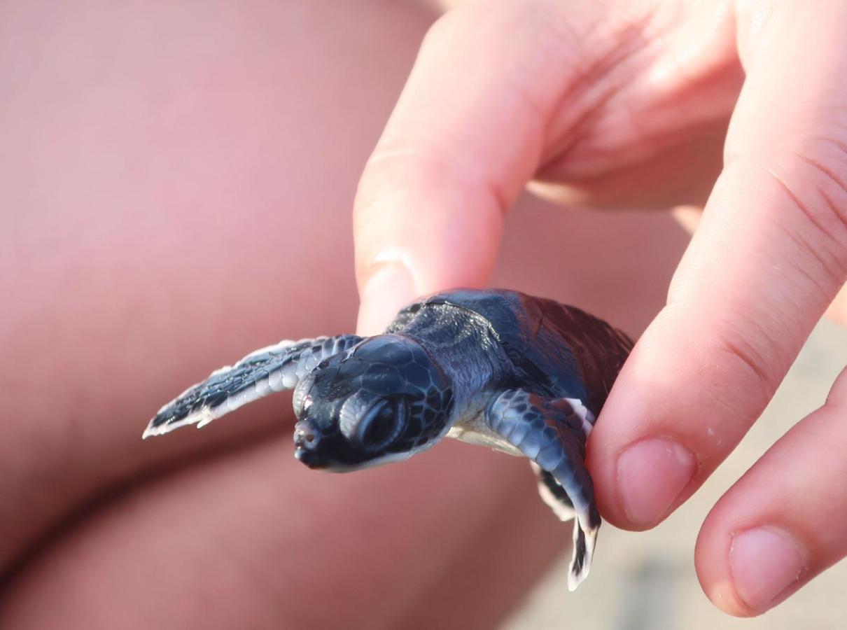Adventure Turtle Homestay Meru Betiri Sarungan Екстериор снимка