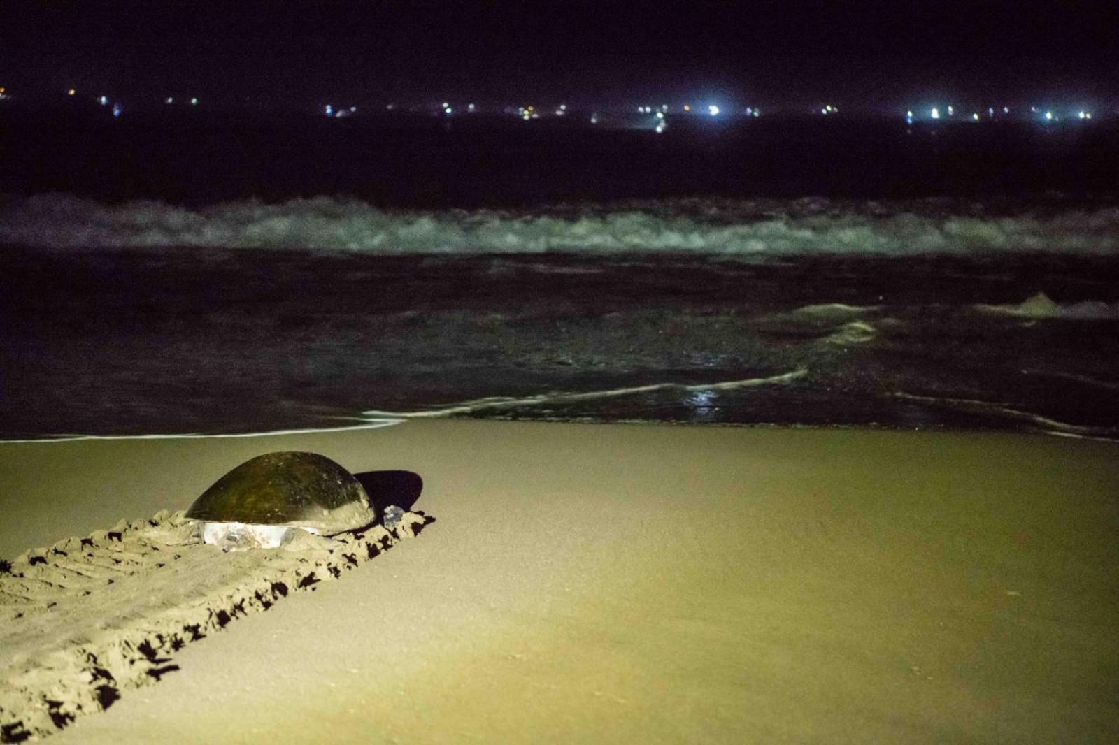 Adventure Turtle Homestay Meru Betiri Sarungan Екстериор снимка